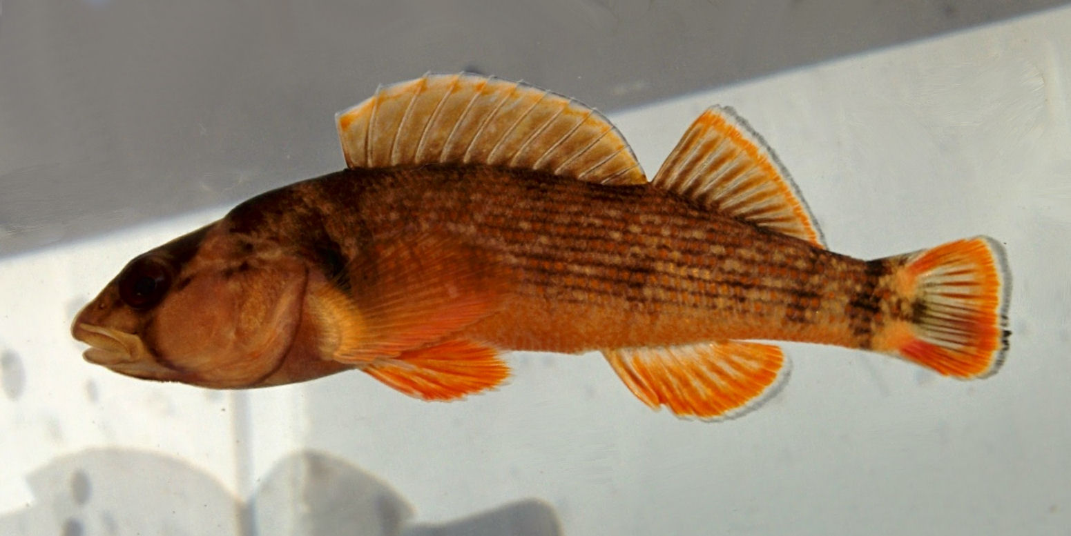 Orangefin Darter in Focus